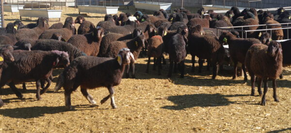 Small livestock Products (Sheep)